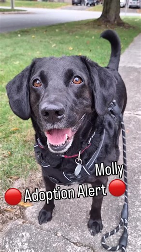 The Rescue Never Stops! 🌟 Today we welcomed the sweetest girl — Molly! 💛 At 5 years old and 75 pounds of pure Lab love, Molly is the total package. She’s easy-going, gentle, and always ready to lend you a paw 🐾. With her big, soulful brown eyes and stunning good looks, she’s impossible not to fall for. Molly walks beautifully on leash, rides well in the car, and takes everything in stride. (Cats are still unknown 🐱). She’s truly a gem, calm, affectionate, and ready to brighten someone’s worl