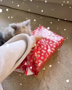 Our Christmas themed box of toys & treats is the perfect gift for your bunnies or for a loved one with bunnies. Now available as a one-off, subscription free box with worldwide shipping available! | Happy Bunny Club