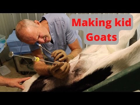 Laparoscopic Artificial insemination of Kiko goats. #homestead #smallfarm