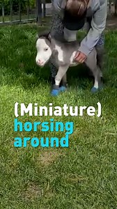 108K views · 87 reactions | Is this the world’s tiniest horse? Meet Peabody, a baby miniature horse abandoned by his mother for being too-miniature. Adopted by a trainer, Peabody is now he’s living his best life horsing around with three dogs. #miniaturehorse | CGTN America | Facebook