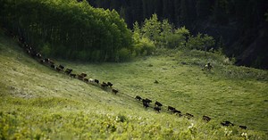 Canadian Beef Industry Goals - Canadian Cattle Association