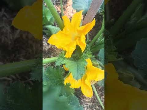 Zucchini Hand Pollination - my learnings