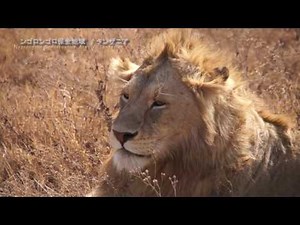 タンザニア3 世界遺産ンゴロンゴロ保全地域の野生動物（ライオン編）