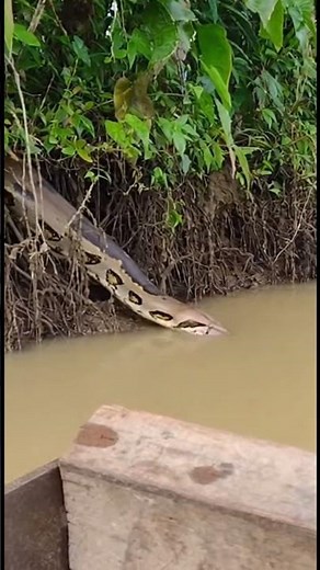 🐍 MASSIVE BOA CONSTRICTOR Drops Into Water Right Next To Me 😱
