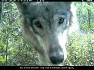 Wolves of Denali National Park, Alaska