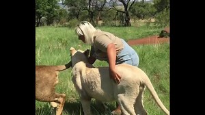 8K views · 36 reactions | CAN YOU DO THIS KIND OF JOB FOR A MILLION EURO? OMG! WATCHING HER PLAYING WITH THOSE LIONS MADE ME PEE ON MY PANTS https://m.facebook.com/story.php?story_fbid=10100776280829367&substory_index=0&id=57604589 Good morning folks | Official Kellyfresh | Facebook