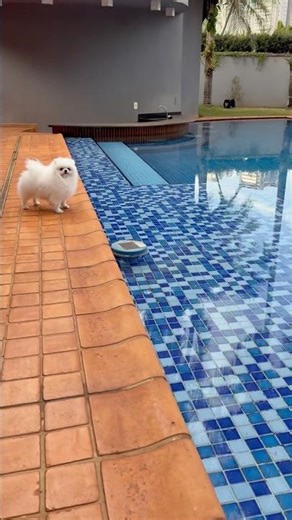 Lulu Pomerania dog song cat song cute puppy dogs songs cat songs cats songs music funny pet shorts