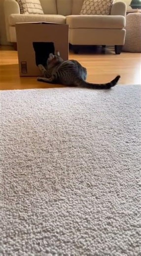 Cat's Epic Box Jump FAIL