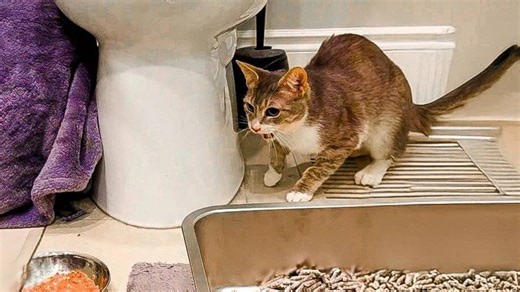 This cat was too scared to be touched - until she found someone who waited