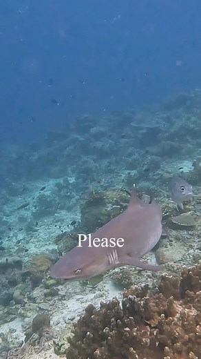 The beauty of the Malaysian Seas is undeniable #beautifulthings #underwater #malaysia #sipadan #diving #fyp
