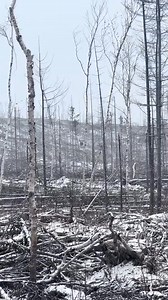 What a sight to see - 📸 Source: @ maritimemoose27 on TikTok All credit are reserved for their respective Owners - 💥Want credit or removal?👉 DM @ fixposts - - - - #alces#ilovemoose#moosemonday#meese #alaskamoose#coloradomoose#canadamoose#shirasmoose#mooserut#mamamoose#moosestatue#canadianmoose#yukonmoose | The Moose Meadow