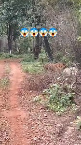 Tiger hunt cow😱😍 #wildlife #forest #animals #wild #tiger #cow | Exa Wildlife