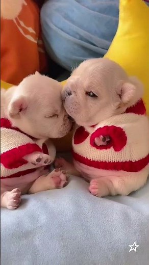 “Cutest Puppy Moments Ever 🐶 | Funny Puppy Video Compilation 2025 | Try Not to Laugh!”