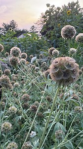 It’s all about that seed pod, baby. Starflower is a type of Scabiosa that starts out with soft light blue flowers. But for flower growers, their beauty lies in the intricate seed pods! I’ve seen these in Mediterranean style gardens en masse and they look incredible with Billy buttons, lavender, and Russian sage. I use them as cut flowers. They also dry incredibly well to use in wreaths and everlasting bouquets and arrangements. The stems are strong and if you plant them densely they stand up wit