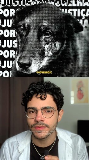 Cão orelha e a violência em geral #orelha #cãoorelha #animais