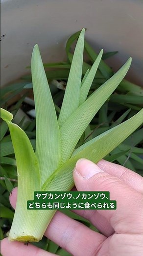 春の山菜、ヤブカンゾウ（藪甘草）。ノカンゾウも全く同じに食べられる