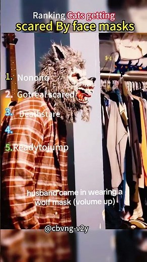 Ranking Cats getting scared By face masks #shoertsvideo #funny #cat