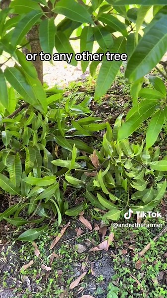 How to prune your mango trees #mangotree #mango #pruning #andrethefarmer #permaculturelife #fyp #foryou