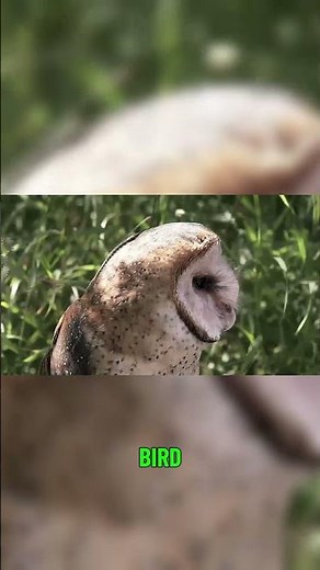 How Owls Fly Without Making a Sound