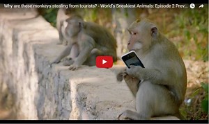 Bali monkey thieves - why are they stealing from tourists?