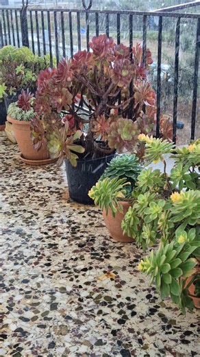 Spring rain is great for succulents.