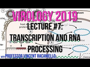 Virology Lectures 2019 #7: Transcription and RNA Processing