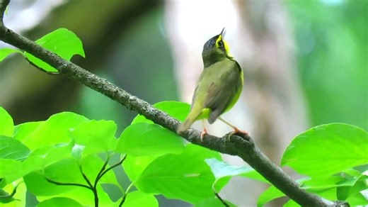 Good morning #Birds & #Nature! Kentucky warbler singing (Geothlypis formosa) Wisconsin to Pennsylvania, Kentucky, Yucatán Peninsula, Islands of the Caribbean, Gulf of Mexico, New Mexico. | BIRDS & Nature