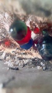 Small but viscous . . . #ants #antkeeping #antkeeper #antman #antic #insect #insectkeeper #insectphotography #macro #macrophotography #macroinsects #wild #wildlife #biology #entomology #reels #reelsinstagram #reel #reelvideo #reelitfeelit #instagram #photography | Ant Bay