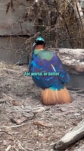 2.9M views · 63K reactions | Show that plumage, no excuses : hotoffthenest (IG) / ilgallinaio_special (IG) #bird #birds #song #voiceover #voiceovers #animalvoiceover #animalvoiceovers #comedy #comedyvideos #comedian #entertainment #funny #memes #funnymemes #meme #lol #humor #fun #funnyvideos #lmao #jokes #viral #trending #dadjokes #dustydubs | Dusty Dubs | Facebook