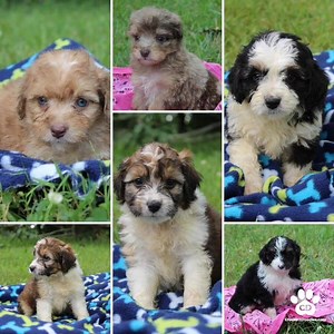 137 reactions · 5 comments | Mini Aussiedoodle Pups from CrockettDoodles.com | Mini Goldendoodles | Facebook