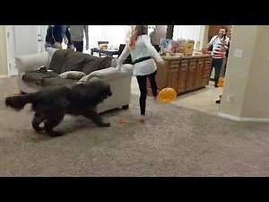 Dog Tries To Pop Balloons In Party Game