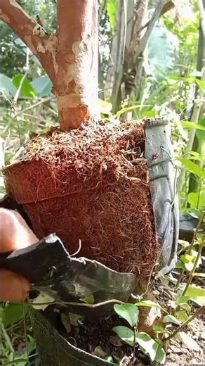 Growing Brazilian Grape Bonsai 🌱✨ | Rare Plant Transformation