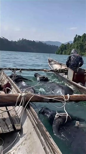 I Never Thought Of Transporting Buffalo Like This... It's Perfect !