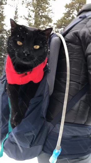 Who wants this adventure cat to train your pet? #teacher #adventure #adventurecat #colorado #petsoftiktok #pets