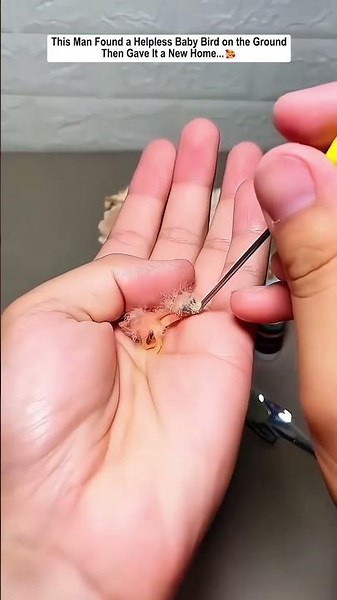 This Man Found a Helpless Baby Bird on the Ground—Then Gave It a New Home.