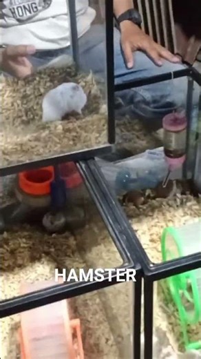 CUTE HAMSTERS | NIGHT MARKET