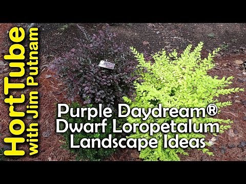 Purple Daydream® Dwarf Loropetalum Landscape Ideas