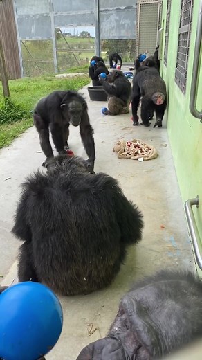 Happy Chimp Noises with Freddy's Island | Donate for Enrichment