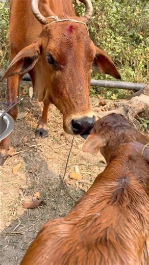 Cow and baby 🐄 | #reels #cowvideo #animal #biroydas