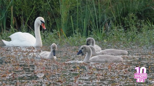 Swan Family Teaching Young How To Find Food