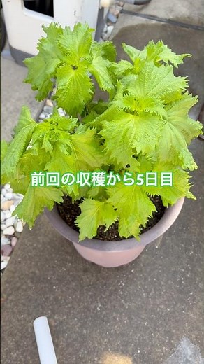 【大葉】収穫期編 2026年版7月下旬 #大葉 #プランター栽培 #プランター #しそ