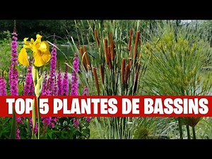 Planted Pond: The 5 Perfect Plants for Filtering and Beautifying - FLORE-AQUATIQUE