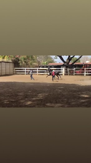 #caballosbailadores #hipicosnicaragua🇳🇮 #purarazaespañola