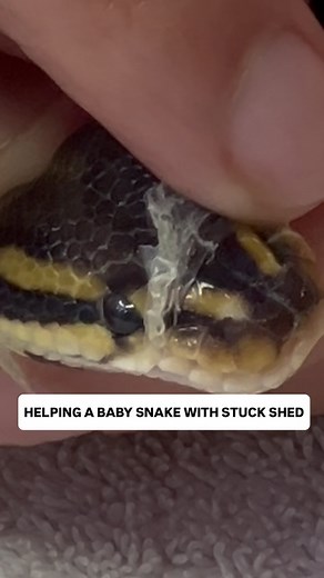 Helping a baby ball python with stuck shed🫶🐍 | BALLS of FURY