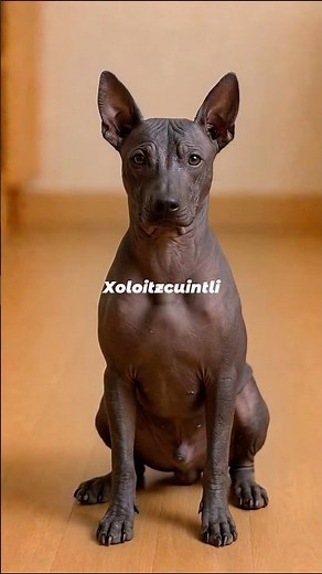 Xoloitzcuintli | The Sacred Hairless Guide of the Aztecs