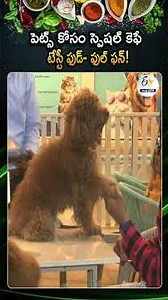 A Special Cafe And Restaurant Designed For Pets Like Dogs And Cats In Vizag | Pawfee Cafe Vizag