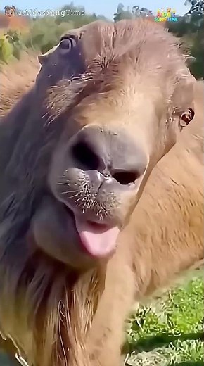 Hilarious Baby Laugh! 😍😂 One Tiny Smile Will Melt Your Heart #AdorableMoment #BabyJoy #Shorts