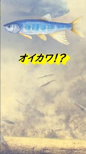 【日本淡水魚】オイカワ(川魚)が池に😲 #オイカワ＃川魚#日本淡水魚＃自然＃観察