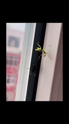Wait for it #prayingmantis #flies #pestcontrol #entomology #insect