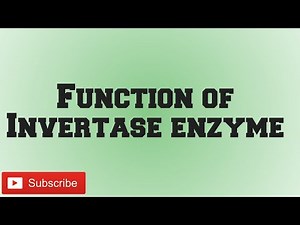 Function of Invertase Enzyme. #enzymes #biology